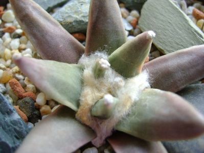 Ariocarpus retusus