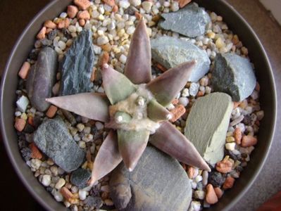 Ariocarpus retusus