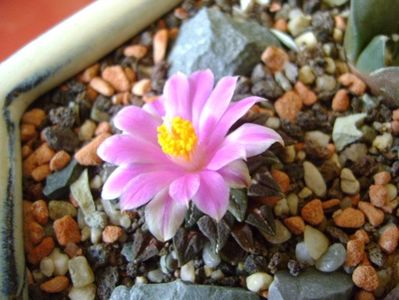 Ariocarpus kotschoubeyanus v. macdowellii; oct. 2017
