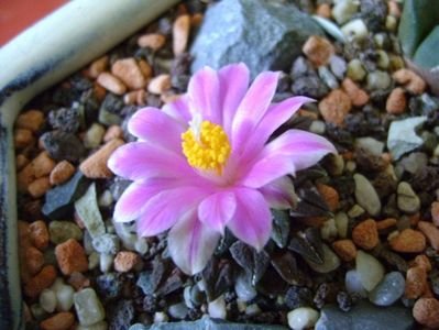 Ariocarpus kotschoubeyanus v. macdowellii; oct. 2017
