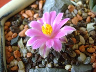 Ariocarpus kotschoubeyanus v. macdowellii; oct. 2017
