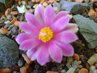 Ariocarpus kotschoubeyanus v. macdowellii; oct. 2017
