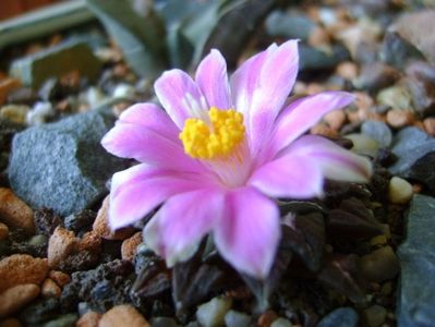 Ariocarpus kotschoubeyanus v. macdowellii; oct. 2017
