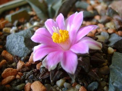 Ariocarpus kotschoubeyanus v. macdowellii; oct. 2017
