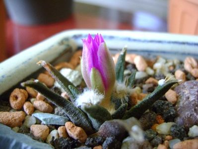 Ariocarpus agavoides