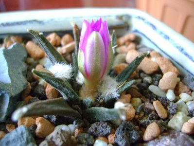 Ariocarpus agavoides