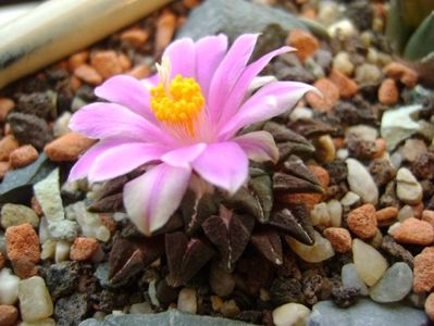 Ariocarpus kotschoubeyanus v. macdowellii