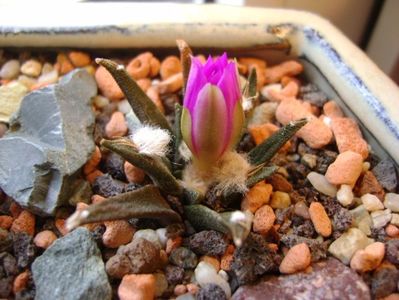 Ariocarpus agavoides