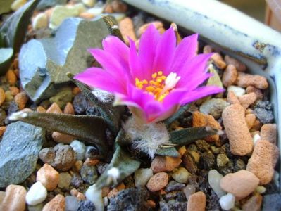 Ariocarpus agavoides; oct. 2017
