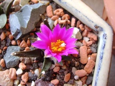Ariocarpus agavoides; oct. 2017
