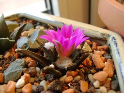 Ariocarpus agavoides; oct. 2017
