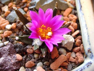 Ariocarpus agavoides; oct. 2017
