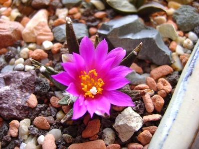 Ariocarpus agavoides; oct. 2017
