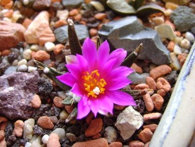 Ariocarpus agavoides; oct. 2017
