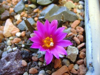 Ariocarpus agavoides; oct. 2017
