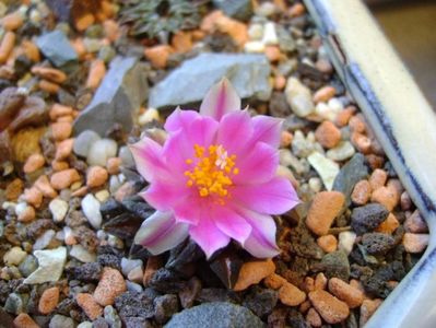 Ariocarpus kotschoubeyanus v. macdowellii; oct. 2017
