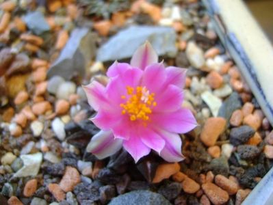 Ariocarpus kotschoubeyanus v. macdowellii