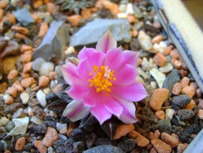 Ariocarpus kotschoubeyanus v. macdowellii