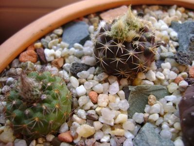 Frailea pygmaea (Frailea  pulcherrima)