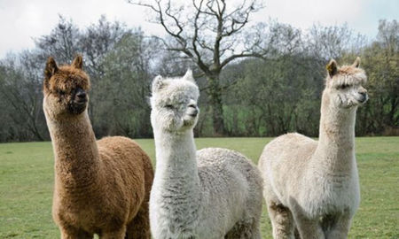 Three-Alpacas-In-Field.jpg.560x0_q80_crop-smart