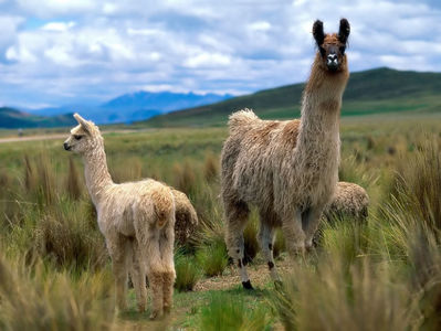 funny_looking_llamas_background_wallpaper