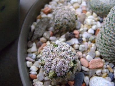 Mammillaria hernandezii