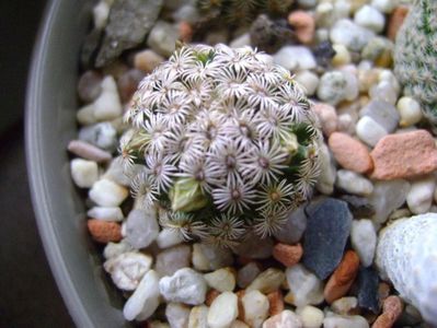 Mammillaria hernandezii