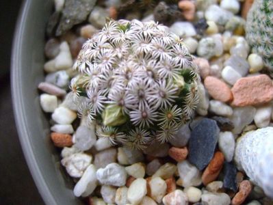 Mammillaria hernandezii
