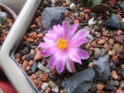Ariocarpus kotschoubeyanus v. macdowellii