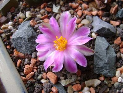 Ariocarpus kotschoubeyanus v. macdowellii