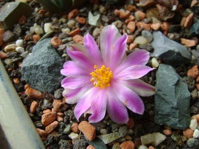 Ariocarpus kotschoubeyanus v. macdowellii