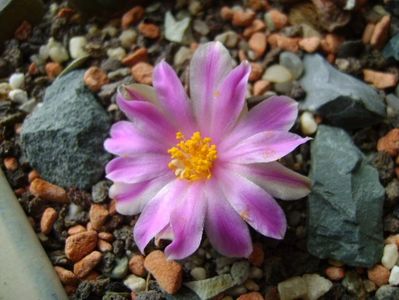 Ariocarpus kotschoubeyanus v. macdowellii