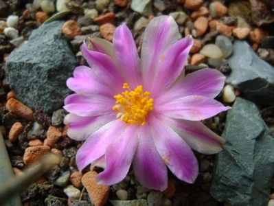 Ariocarpus kotschoubeyanus v. macdowellii
