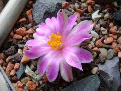 Ariocarpus kotschoubeyanus v. macdowellii