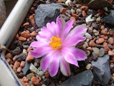 Ariocarpus kotschoubeyanus v. macdowellii
