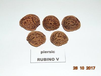 RUBINO Vasi ( maturare 1 - 15 oct )
