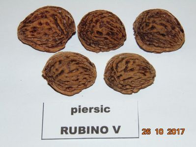 RUBINO Vasi ( maturare 1 - 15 oct )