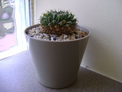 Mammillaria sempervivi