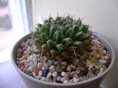 Mammillaria sempervivi