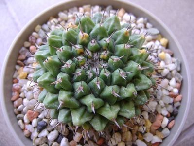 Mammillaria sempervivi