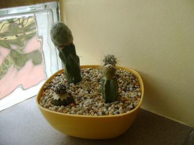 Grup de 4 cactusi altoiti; Tephrocactus alexanderi var. geometricus
Copiapoa laui
Copiapoa tenuissima f. monstruosa
Copiapoa krainziana
