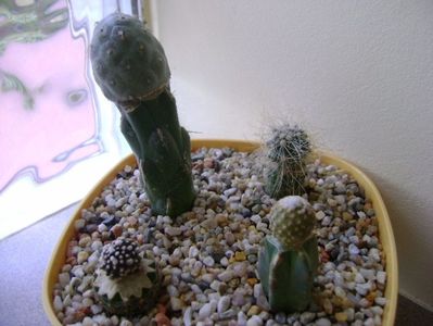 Grup de 4 cactusi altoiti; Tephrocactus alexanderi var. geometricus
Copiapoa laui
Copiapoa tenuissima f. monstruosa
Copiapoa krainziana
