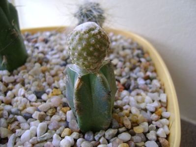 Copiapoa laui