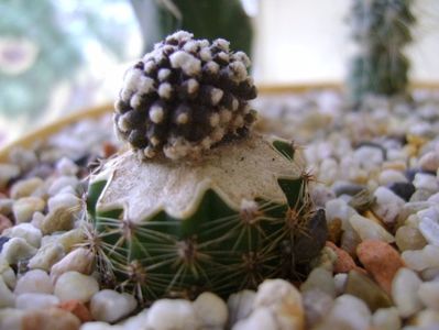Copiapoa tenuissima f. monstruosa