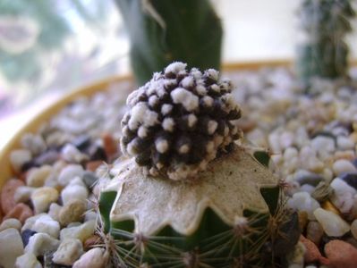 Copiapoa tenuissima f. monstruosa