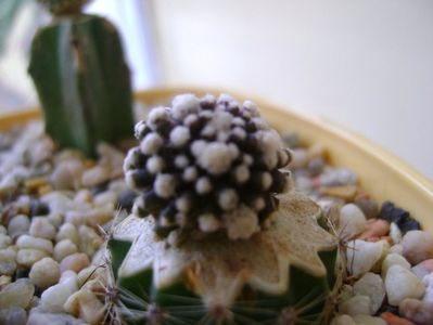 Copiapoa tenuissima f. monstruosa