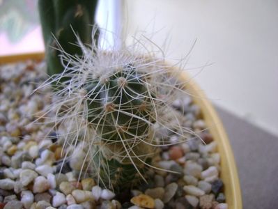 Copiapoa krainziana