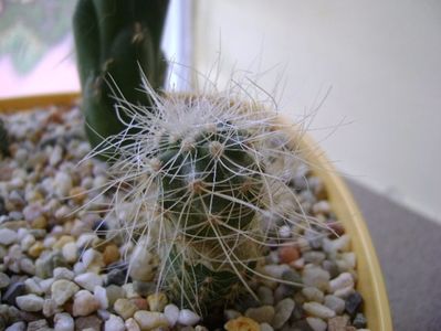 Copiapoa krainziana
