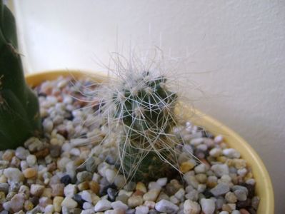 Copiapoa krainziana