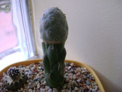 Tephrocactus alexanderi v. geometricus